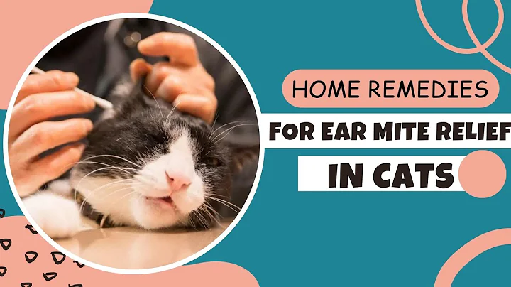 Home Remedies For Ear Mites In Cats (Simple Solution)