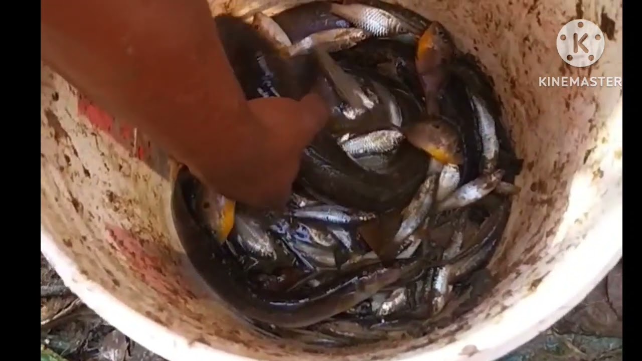 സിമ്പിൾ ആയി മീൻ പിടിച്ചാലോ തോട്ടിലെ മീൻ