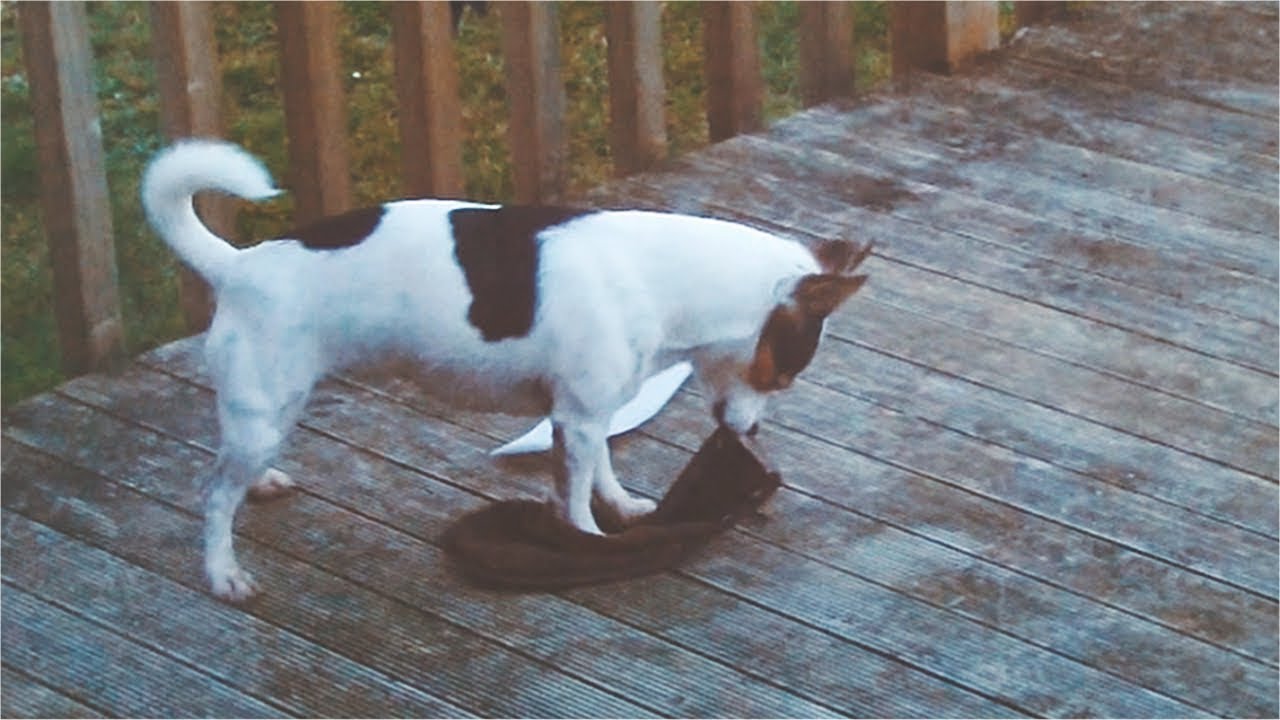 Dog Caught Red Handed Destroying Shoe YouTube