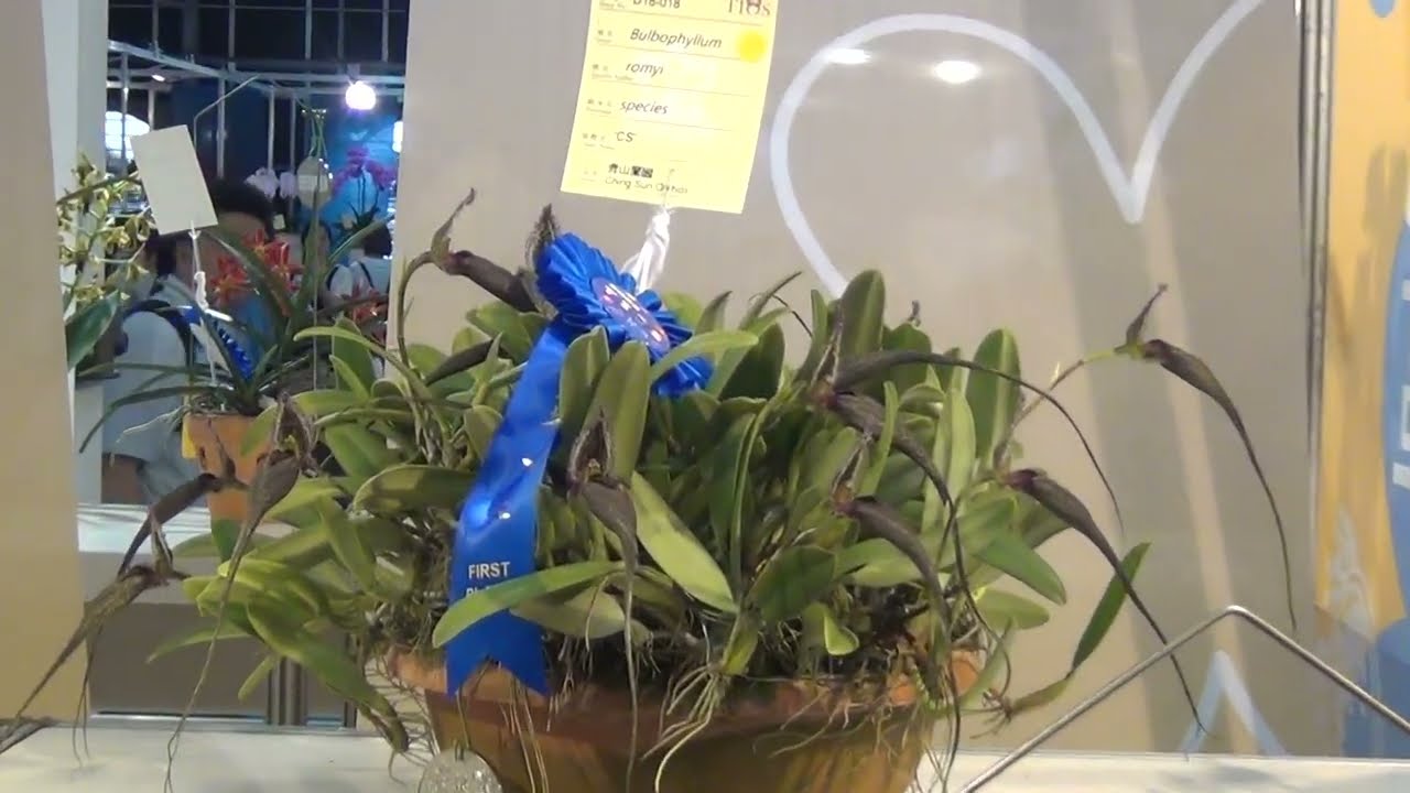 2026.2.27#臺灣國際蘭展#68