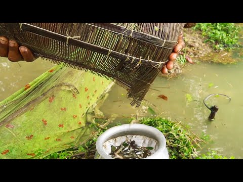 Best Bamboo Fishing Trape Video In River Side | Unique Handmade Bamboo Polo Fishing #fishing