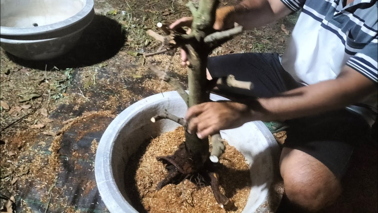 Vô chậu cây mai bị rả bầu(0349361576) #maivang #garden #mai #nhavuon #maitang