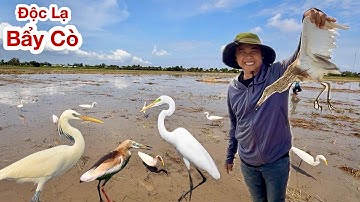 Độc Lạ ! Bẩy Cò Theo Kiểu Mới Dính Liên Tục, Bẩy Cò Dính Bội Thu Về Làm Món Ngon Triệu Người Mê