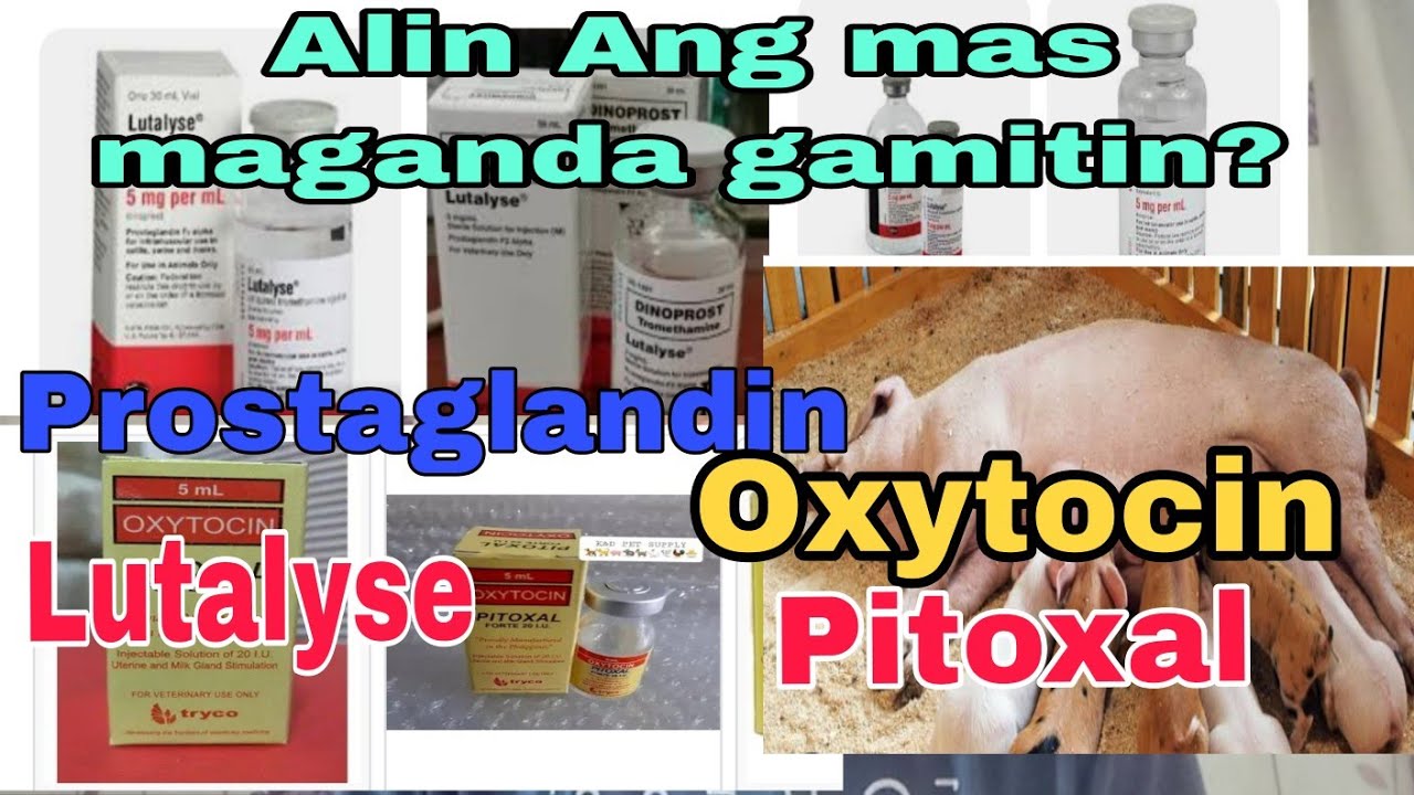 Anu ang pagkakaiba ng Lutalyse at Pitoxal | Alin ang mas magandang gamitin