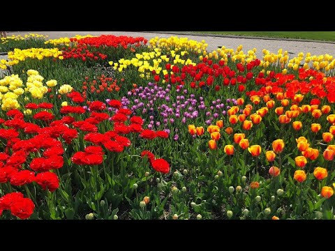 Video: Your Spring Flower Garden