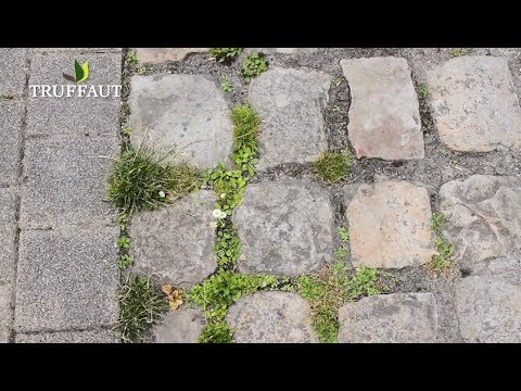 Vidéo: Lutte contre les mauvaises herbes dans les jardins de mousse : comment traiter les mauvaises herbes qui poussent dans la mousse