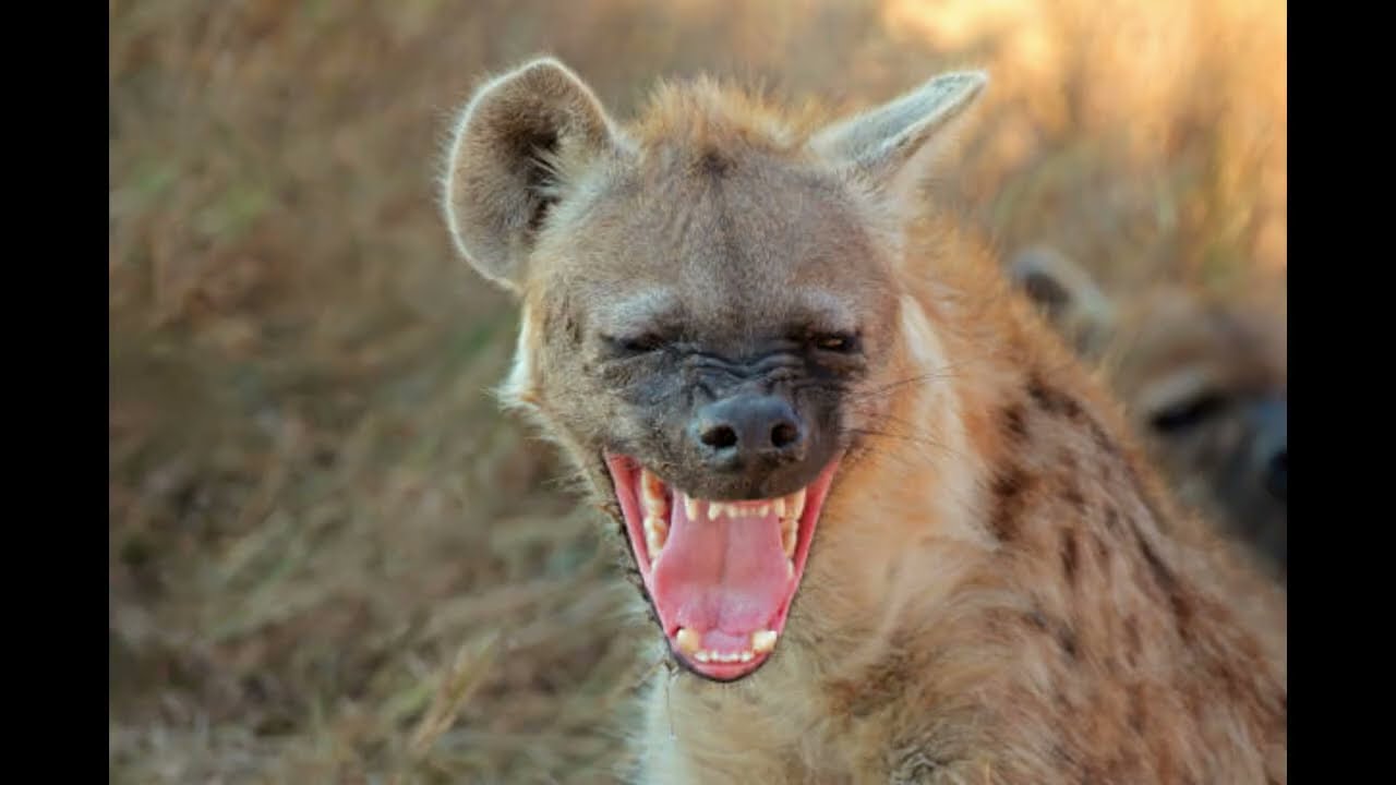 100 Cosas que no sabías sobre animales (Loquendo)