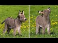 گدھے کا بچہ Donkey Baby گدھے کا بچہ Donkey Baby