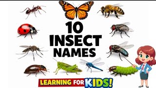 10 Insect Names For Kids Learn Insects With Pictures Happy Smart Tots