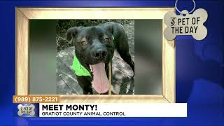 Pet of the Day: Meet Monty