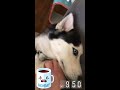 OLLI'S LIFE :: INSTAGRAM STORY 2/26/18
