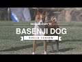 BASENJI BREED REVIEW の動画、YouTube動画。
