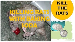 Killing rats with baking soda is the most effective fast acting home remed
