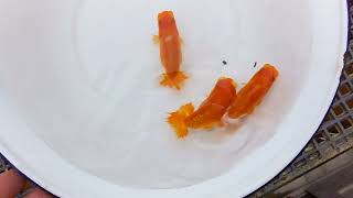 DSCF0069