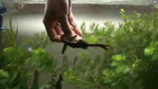 Elephantnose Fish Care - Gnathonemus petersii
