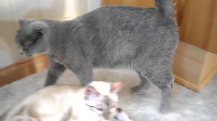 Watch the video about Scottish Fold and lynx Bengal