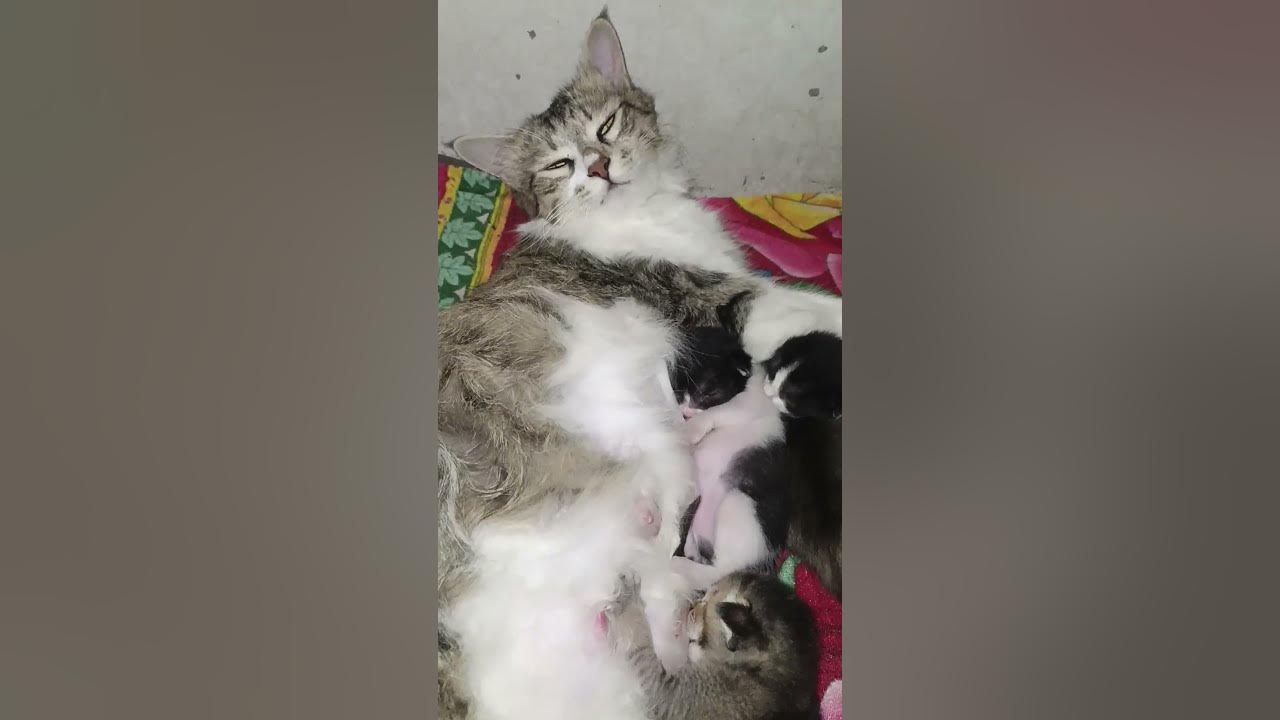 1-week-old-kitten-sleep-with-mother-cat-kitten-pets-catlover