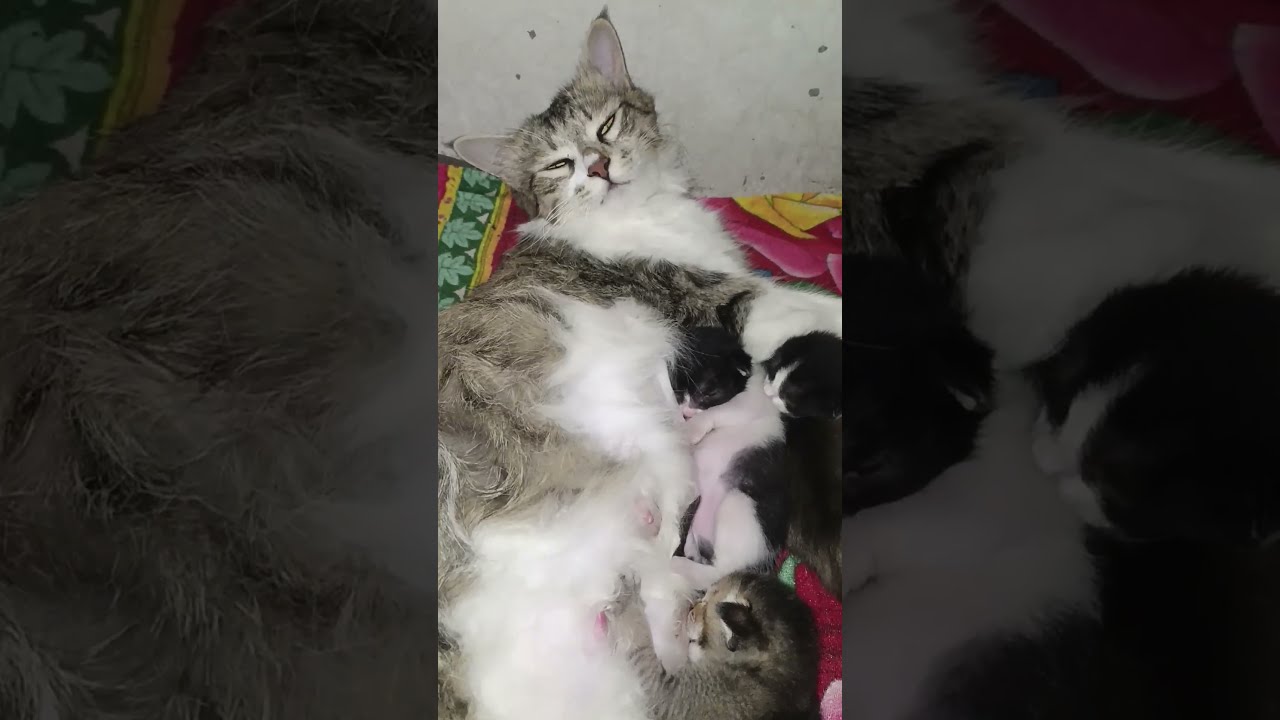 1 Week Old Kitten Sleep With Mother Cat kitten pets catlover 1 Week Old Kitten Sleep With Mother Cat kitten pets catlover
