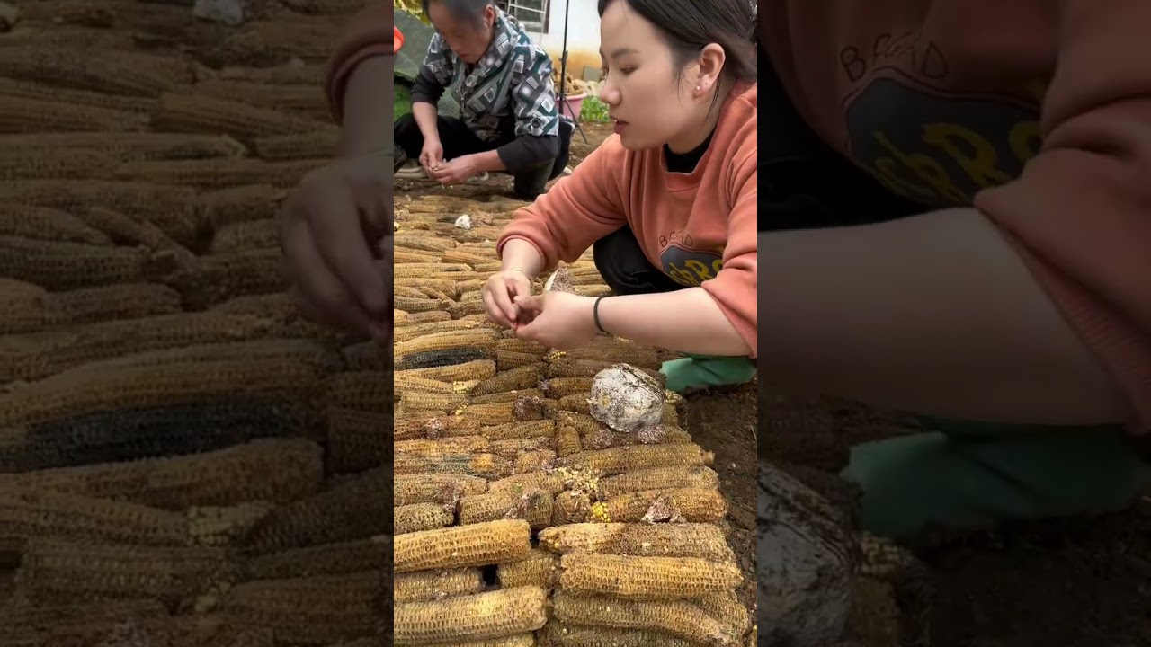 Super Easy Guide: Cultivate Oyster Mushrooms with Corn Cobs at Home