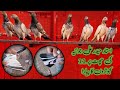 11 pigeons pyara lahore and punjab ustad haider ali joiya