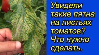 От чего на листьях томатов появляются пятна и как этого не допустить.