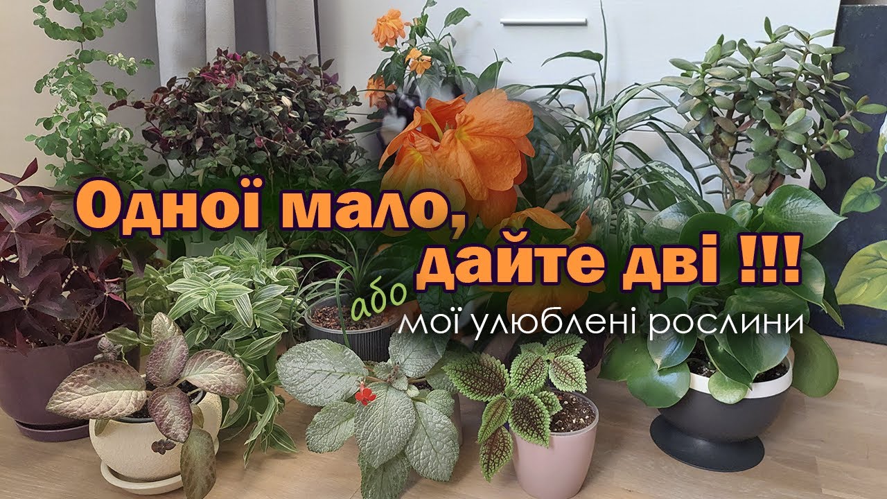 Мої улюблені рослини | Невибагливі та прекрасні | Огляд кімнатних рослин