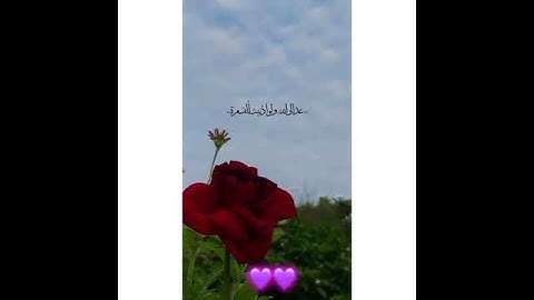 تلاوه خاشعه صوته يقتل حزن قلبك  اللهم رحمتك وسعت كل شي 🥺🌸