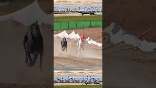Fastest Dog Race #shorts #dog #greyhoundracing