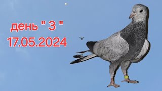 голуби Таджикистана 2024 г.  Курган-тюбе линии 