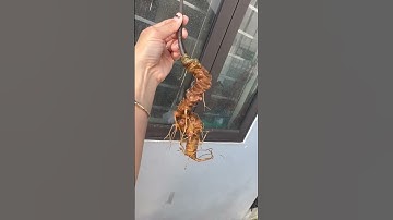 #sâm_ngọc_linh_rừng Một Củ sâm rừng thân ngắn 20cm 18 mắt sâm chất sâm cực kì đẹp nặng 85gam