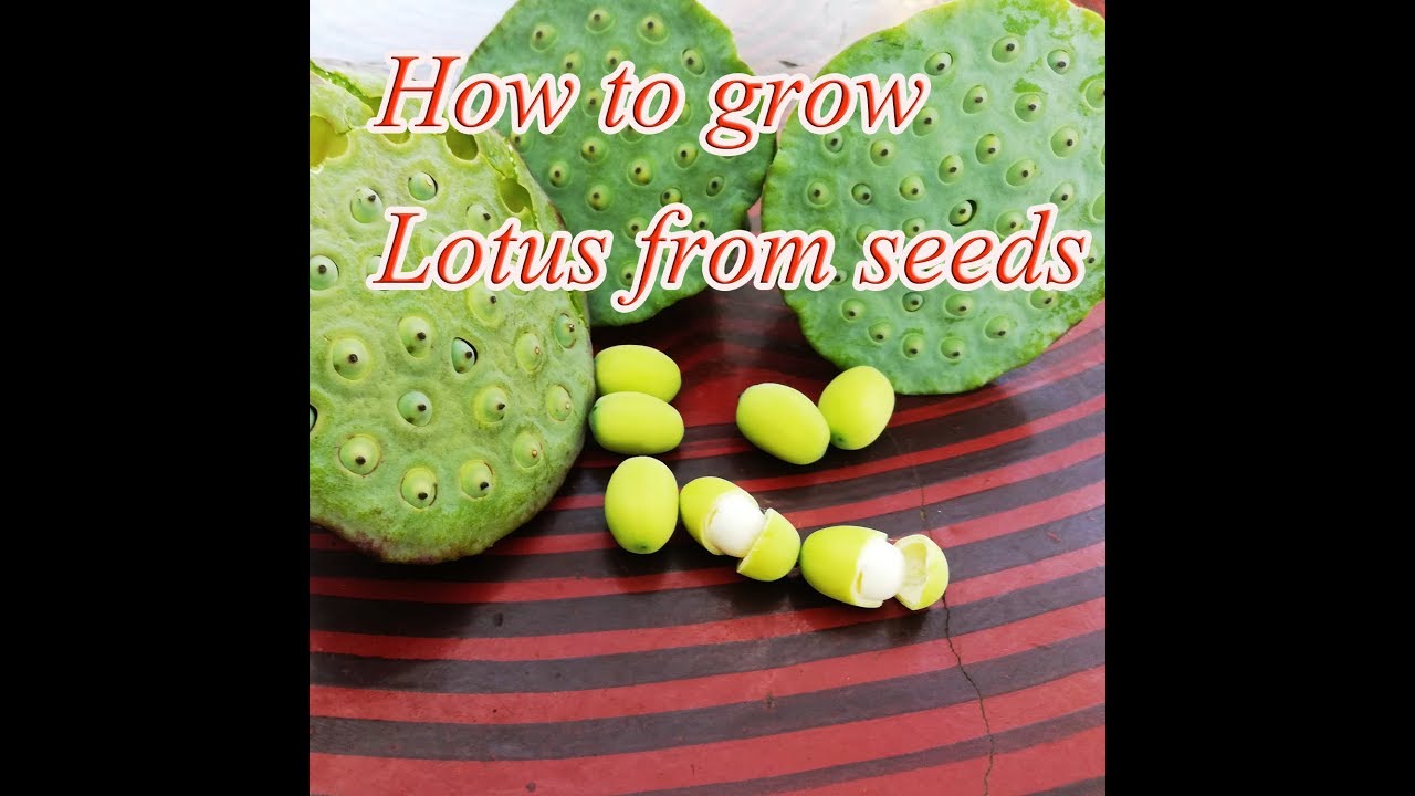 How to grow lotus from old seeds 