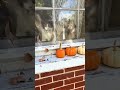 Such pretty faces looking out the window at falling leaves #fallingleaves #NatkingCole