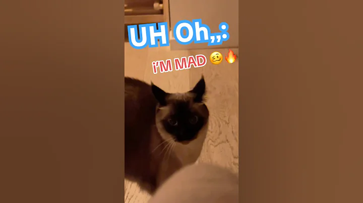 SEND 2 WHOM MADe u MAD #bagagwa #classic #shorts #happyholidays #catsofyoutube #cats #shortsfeed #ok