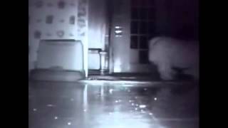 Енот прокрадываеться ночью в квартиру и ворует!!! это надо видеть прикол 2013 Енот прокрадываеться ночью в квартиру и ворует!!! это надо видеть прикол 2013
