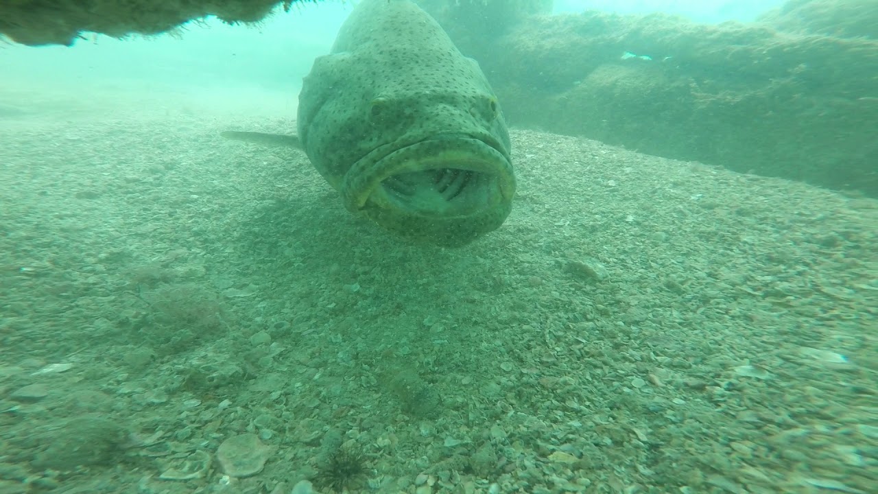 Goliath Grouper on Egmont Key Reef YouTube