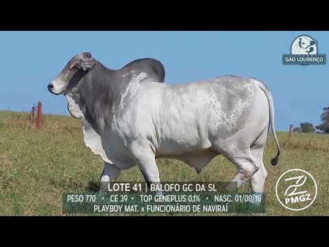 LOTE 41