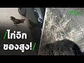 ไก่จิกของสูง! | 21-01-64 | ตะลอนข่าว