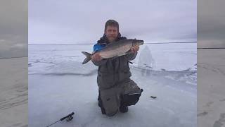 Lake Simcoe Whitefish February 2020