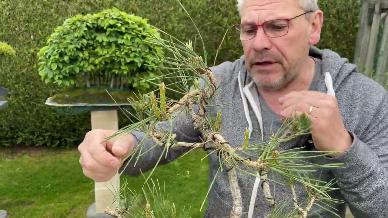 D'une graine de pin au bonsaï