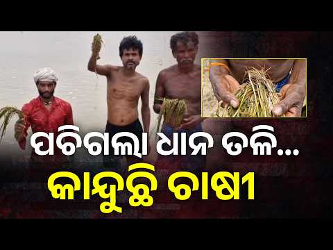 ବନ୍ୟା ଛାଡ଼ିଲା, କିନ୍ତୁ ଚାଷୀଙ୍କ ଦୁଃଖ ଛାଡ଼ିଲାନି! ଜଳକା ପାଣିରେ ଉଜୁଡ଼ିଲା ହଜାର ହଜାର ହେକ୍ଟର ଚାଷ