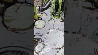Gentle Rain in a Quiet Forest🌧️Healing Chamber Orchestra Ambience 🌧️체임버 오케스트라와 함께하는 힐링의 순간