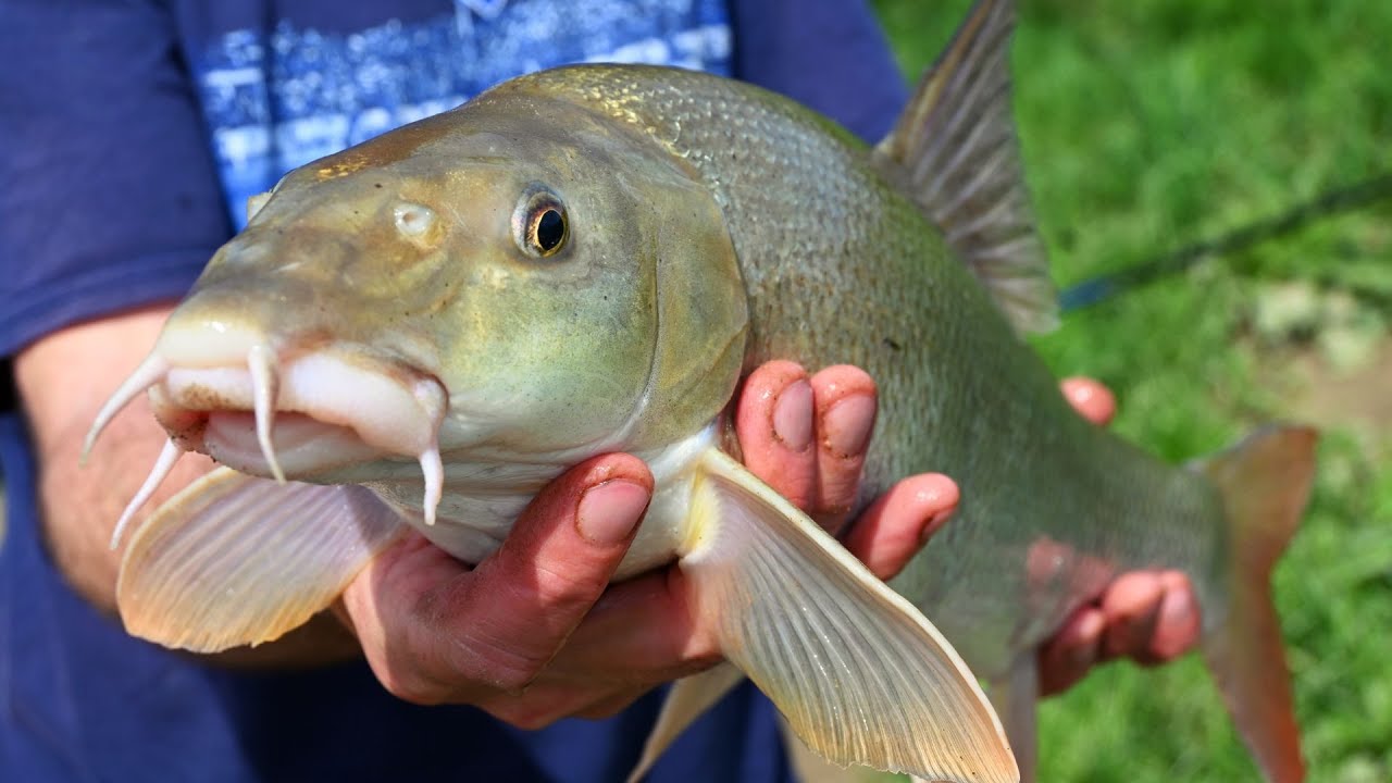 Pecanje krupnih Mrena-*IZLOVILI SMO RIJEKU SAVU*