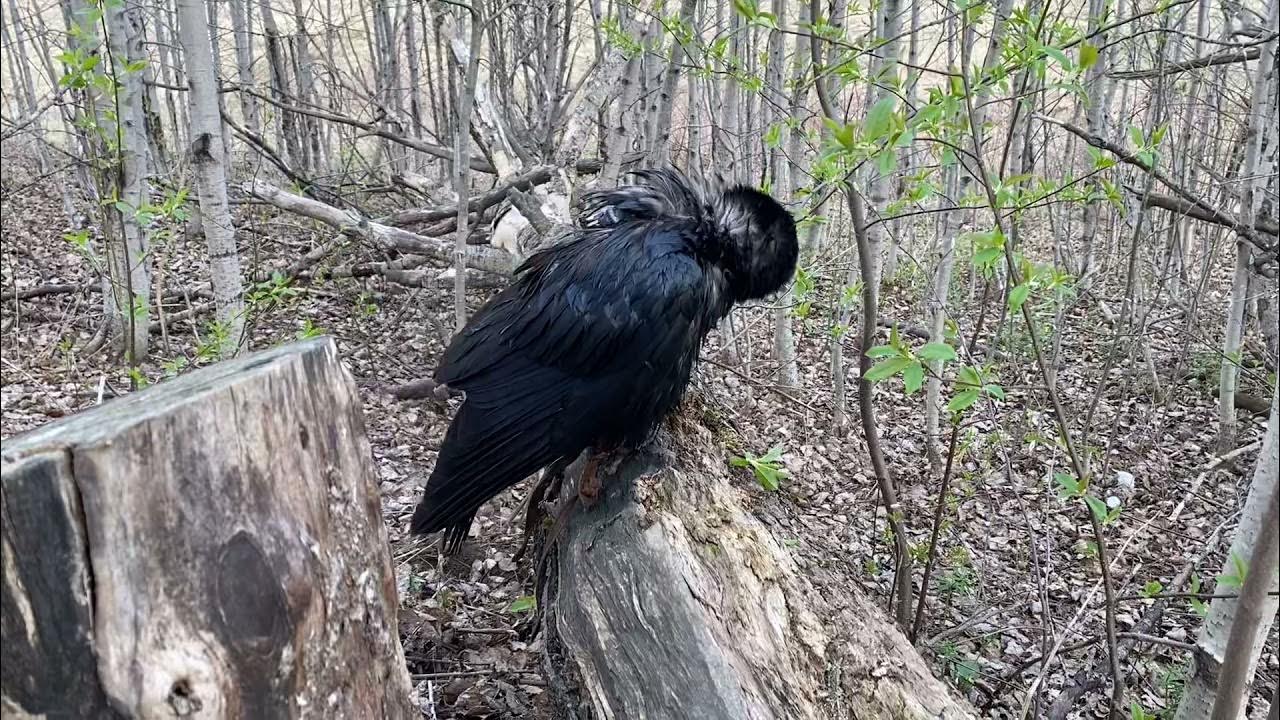 Ворон гоша. Ворон гоша