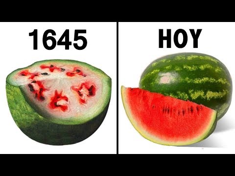 Video: Verduras de la historia: cómo eran las verduras antiguas