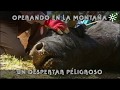 Toros de Santa Ana: despertar peligroso de un toro operado en la montaña | Toros desde Andalucía