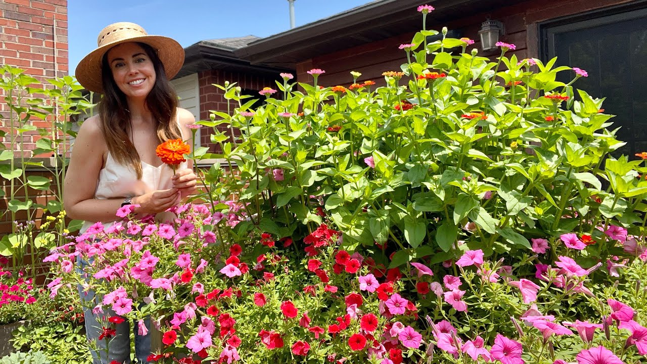 Guide to Growing Zinnias in Containers | Varieties, Maintenance, Pests, Can You Eat Them?