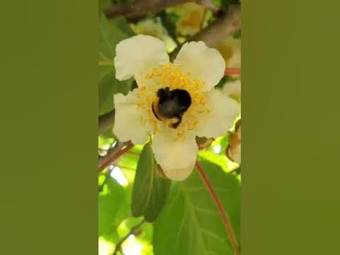 Актині́дія (Actinidia) - YouTube