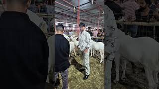 bakra mandi surat part 2 #surat #bakramandi #bakraeid