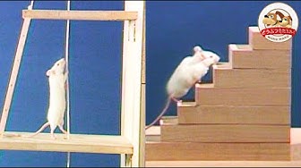 ハツカネズミ Youtube