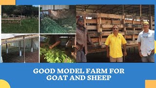 GOOD MODEL INFRASTRUCTURE FOR GOAT & SHEEP with Mr. Bent & Mr.Bernard || SRAJM